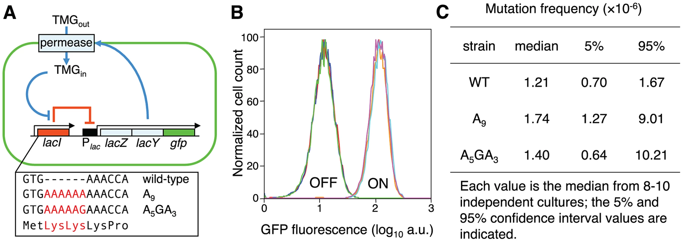 Novel system to study the consequences of error-prone transcription sequences.