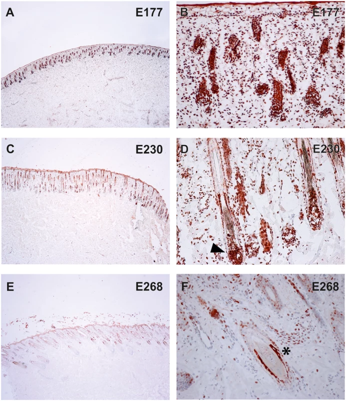 Expression of TSR2 protein in fetal bovine skin.