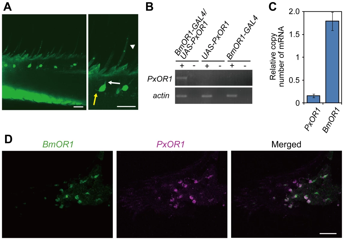 Transgenic silkmoths expressing PxOR1 in bombykol receptor neurons.