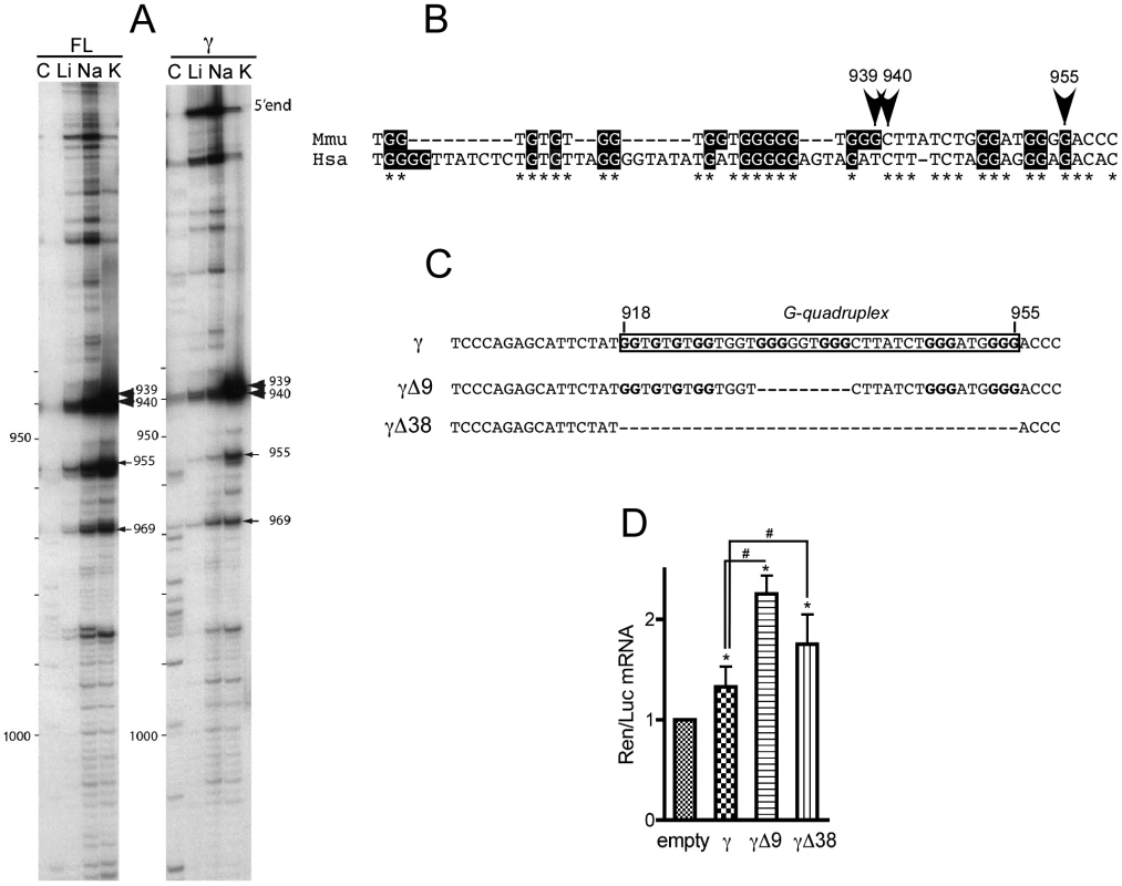 The γ portion of <i>p21</i> mRNA 3′UTR contains an evolutionary conserved G-quadruplex structure with mRNA stabilization properties.