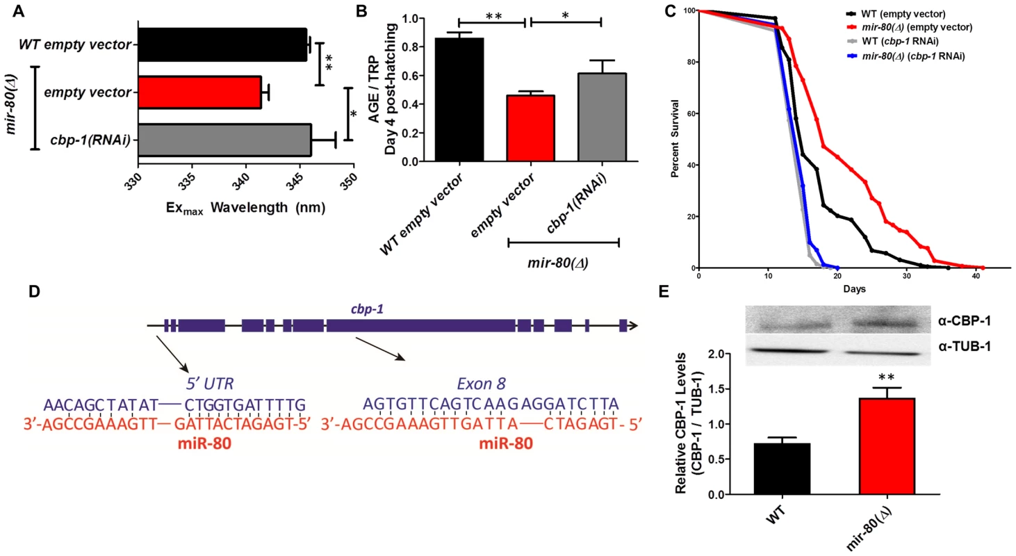 CBP-1 is critical for <i>mir-80</i>(Δ) healthspan benefits, and is a candidate direct binding target of miR-80.