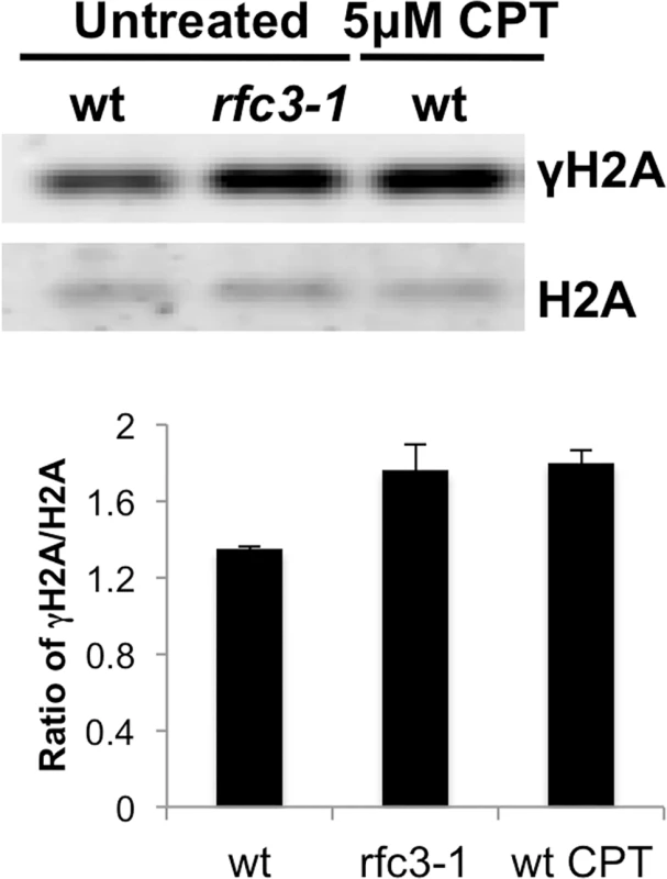 Increased γH2A in <i>rfc3-1</i> mutant.