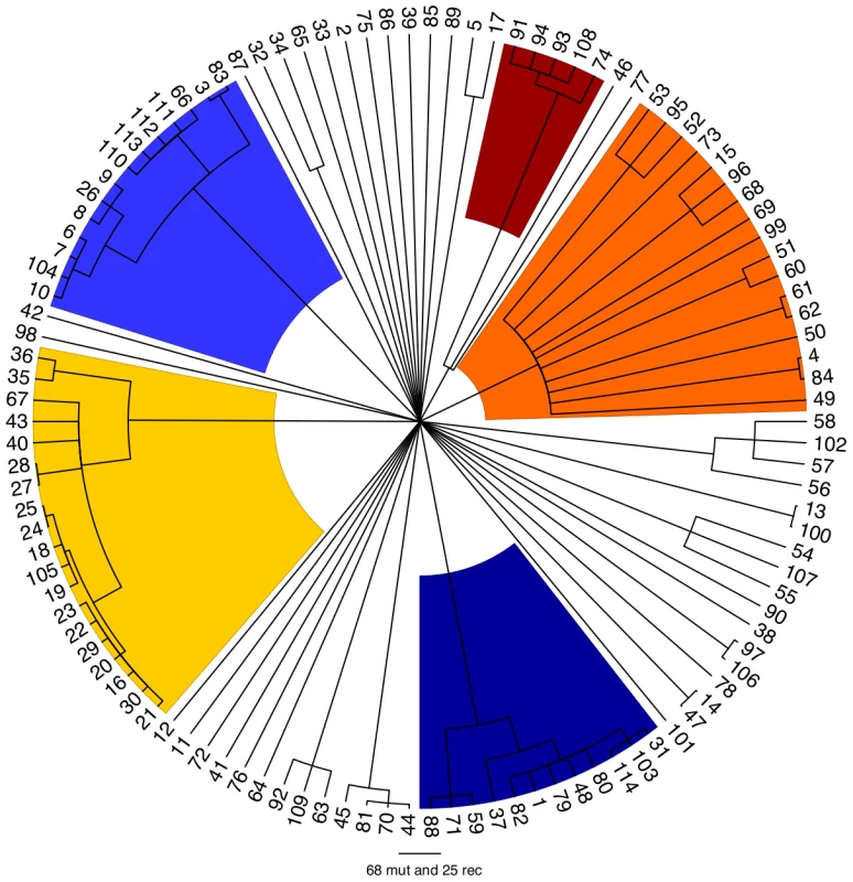 Clonal genealogy inferred by ClonalFrame from our data.