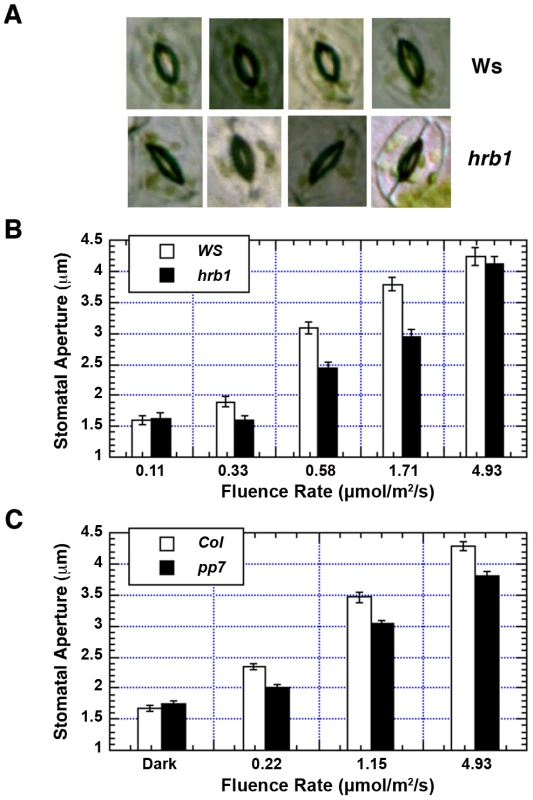 Both HRB1 and PP7 are involved in the regulation of stomatal aperture.