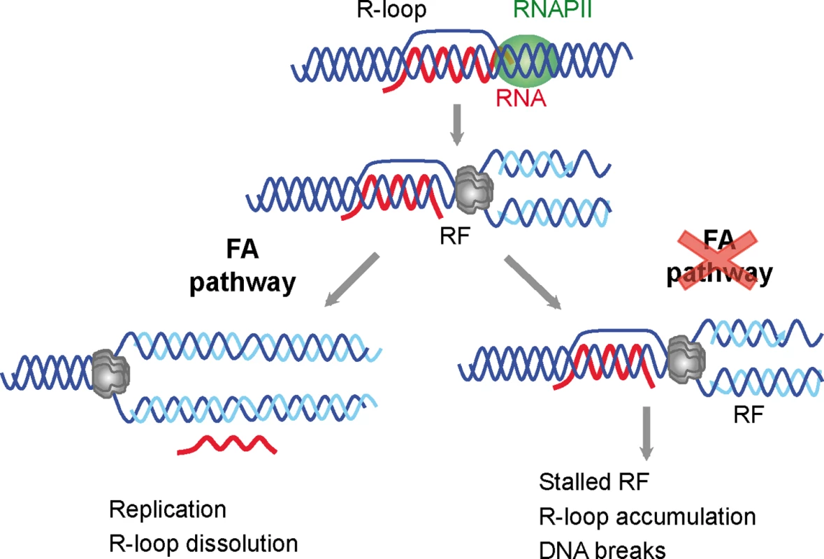 Model for a role of the FA pathway in preventing R-loop accumulation.