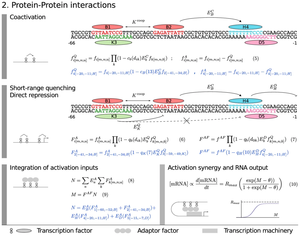 Model equations: protein–protein interactions.