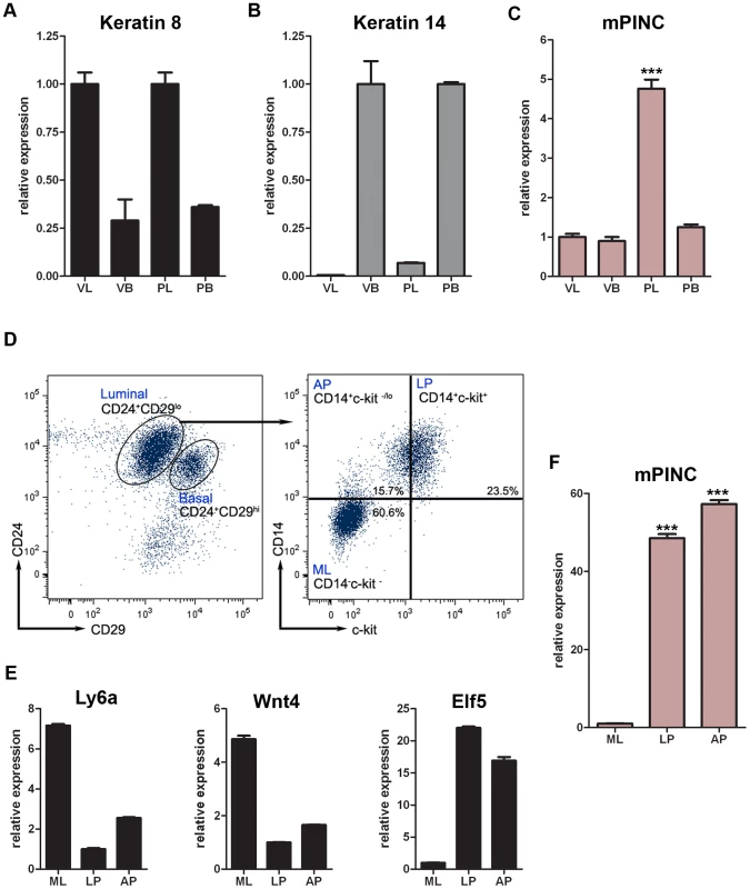 <i>mPINC</i> rises specifically in the luminal compartment during pregnancy and is enriched in luminal and alveolar progenitors of the mammary gland.