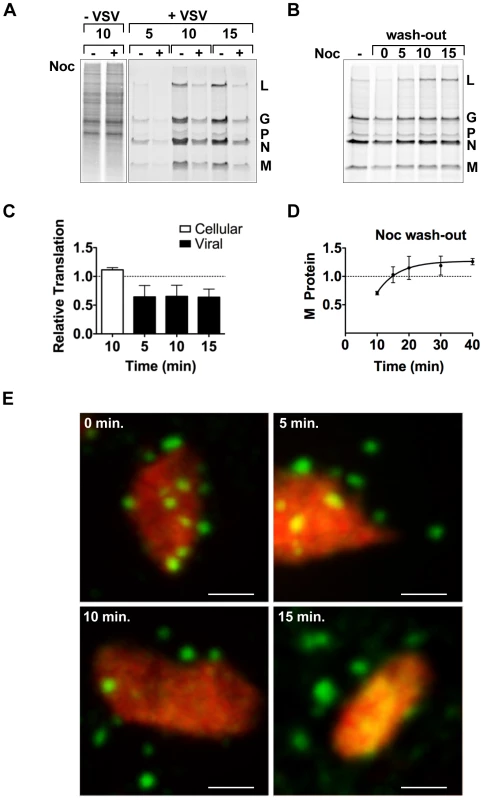 Microtubules are required for efficient translation of VSV mRNAs.