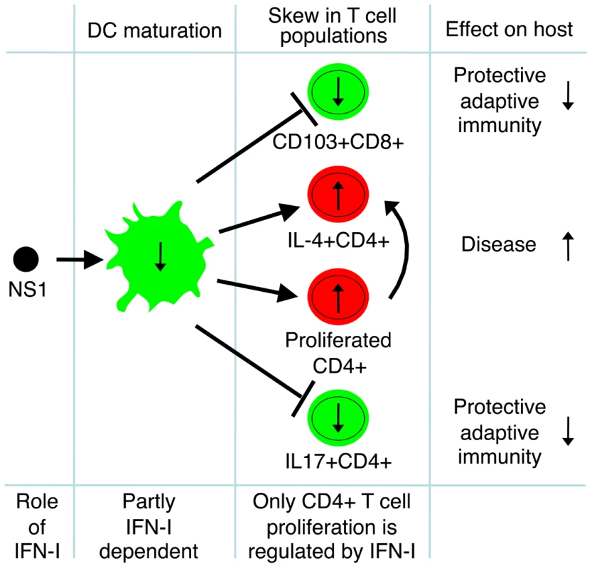 The effects of RSV NS1 protein on T cells.