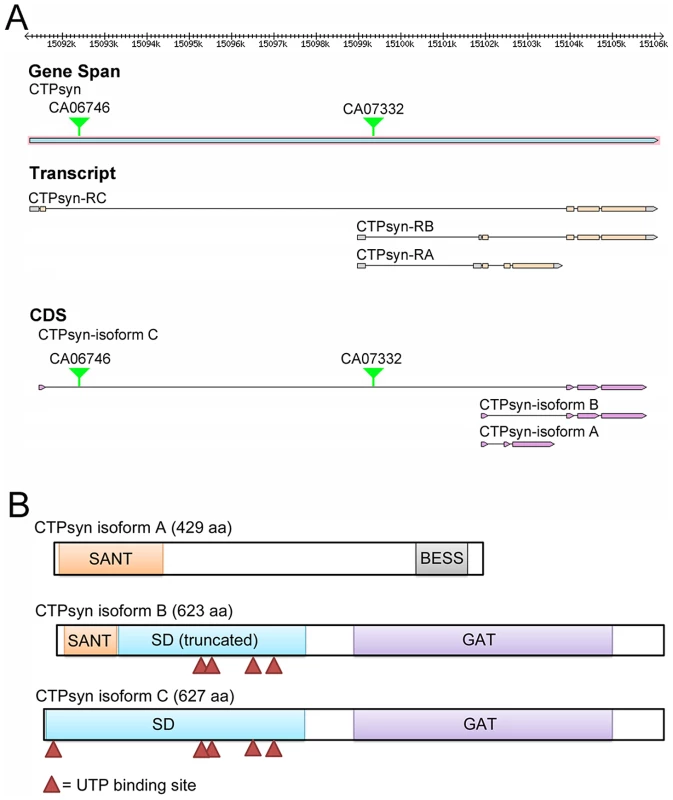 The <i>Drosophila melanogaster</i> CG6854/CTPsyn gene locus encodes three isoforms.