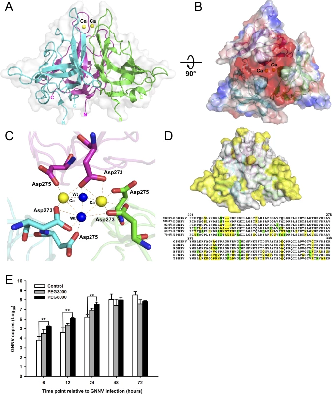 Trimeric interactions of the P-domain with Ca<sup>2+</sup> ions and the functional role of PEG during GNNV infection.