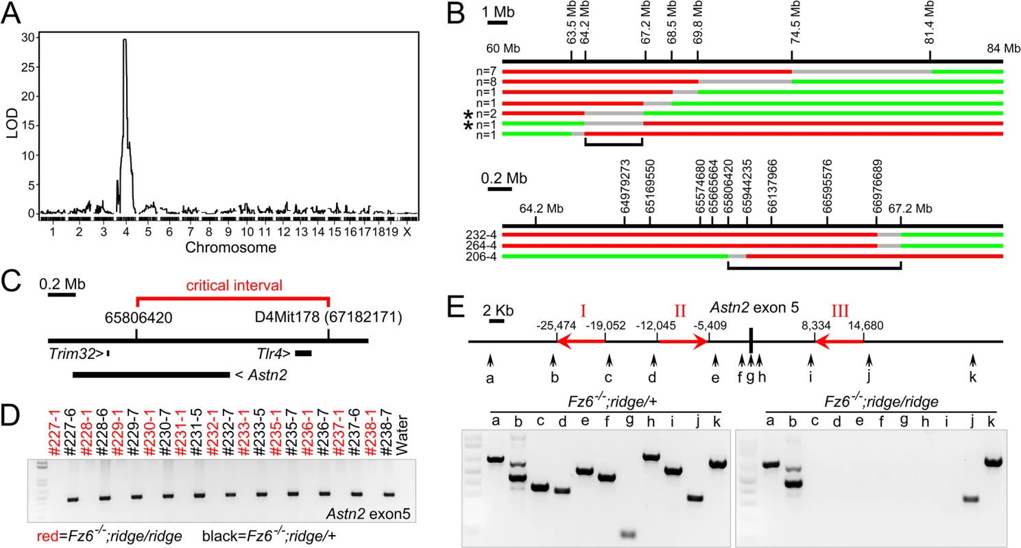 Identification of <i>Astn2</i> as the <i>ridge</i> gene.