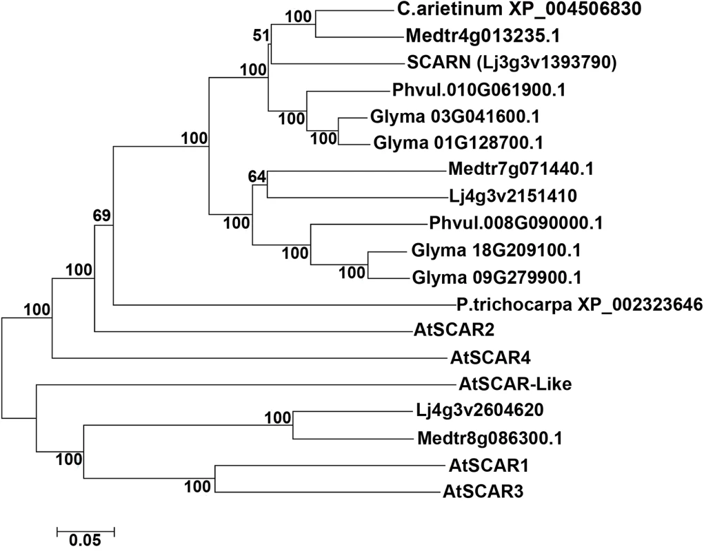 SCARN belongs to a subclade of legume WAVE/SCAR family proteins.