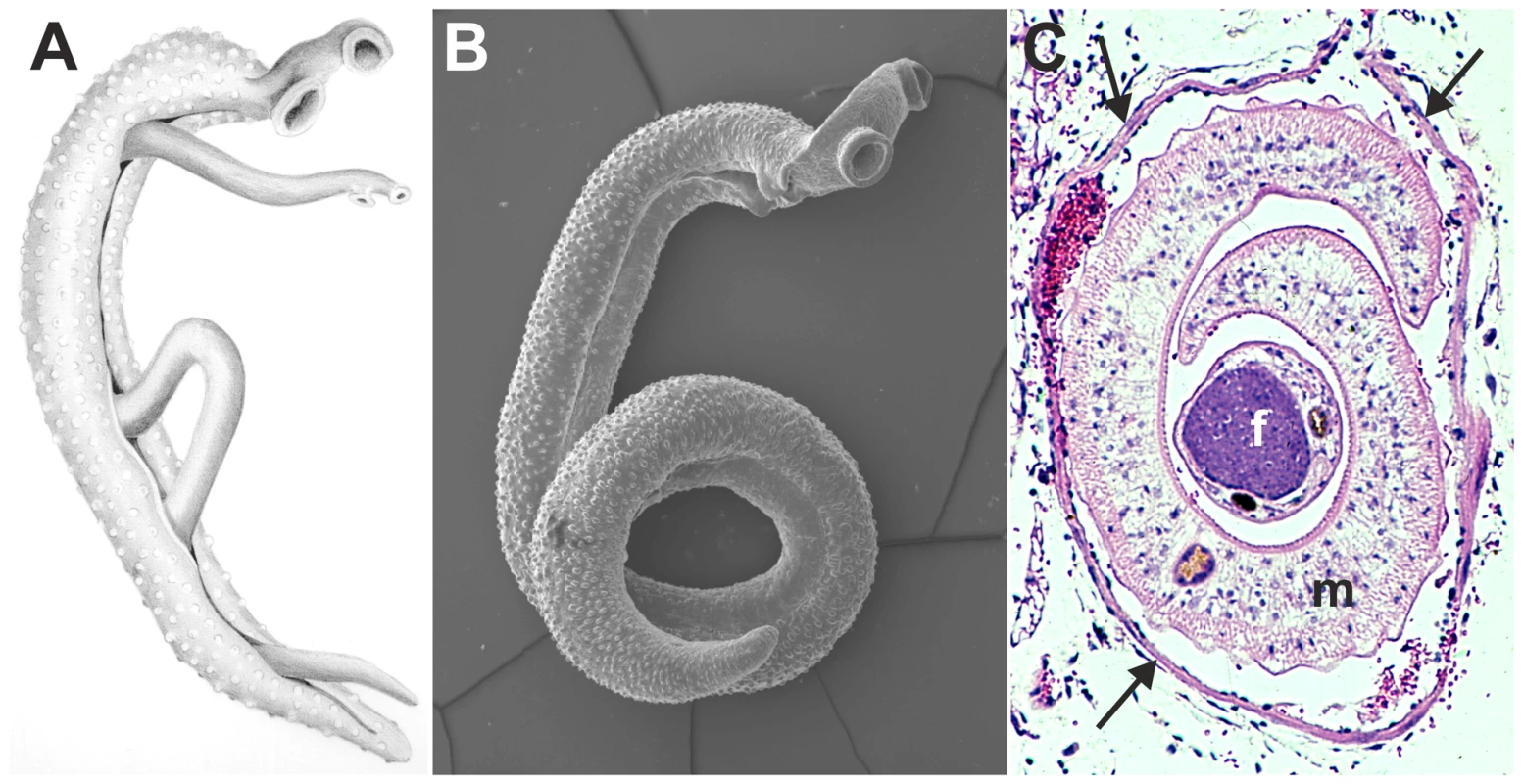 Images of adult schistosomes.