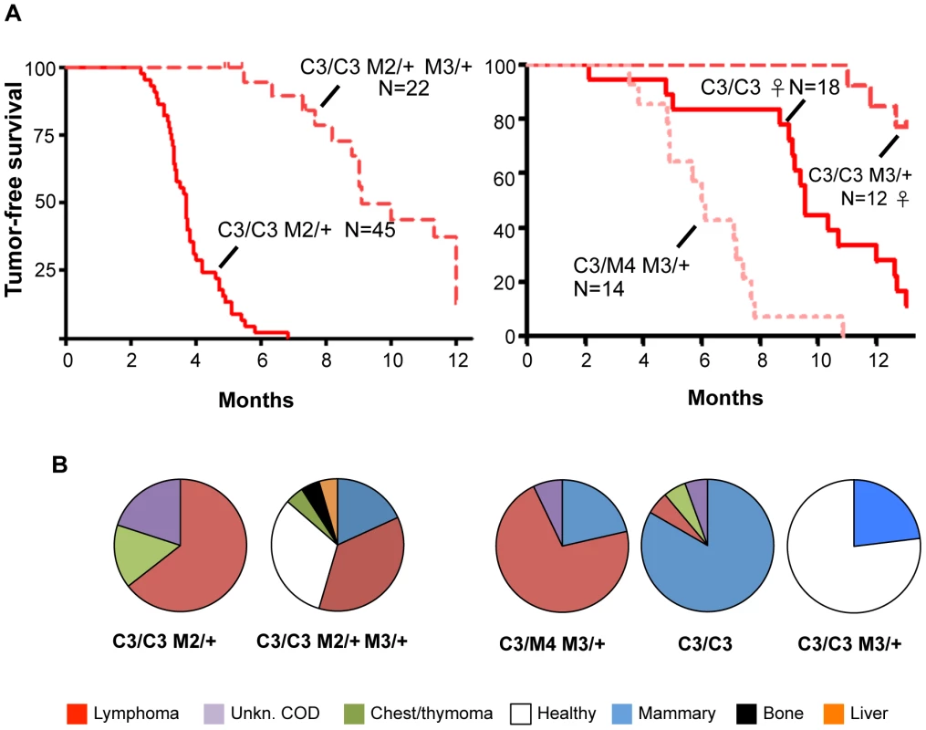 Inhibition of Chaos3 cancers by MCM3 reduction.