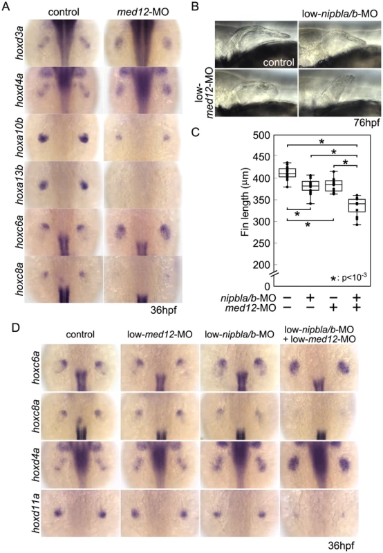 Functional interactions between Nipbl and Med12 in pectoral fin development.