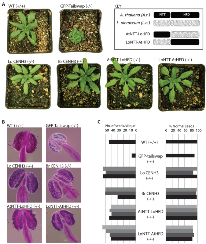 Vegetative and reproductive phenotypes of CENH3 complemented lines.