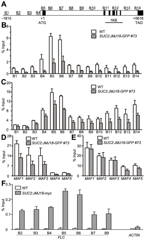 JMJ18 binds <i>FLC</i> chromatin and mediates the level of H3K4 methylation in <i>FLC</i> chromatin.