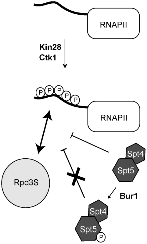 A model summarizing how Rpd3S is recruited to active genes.