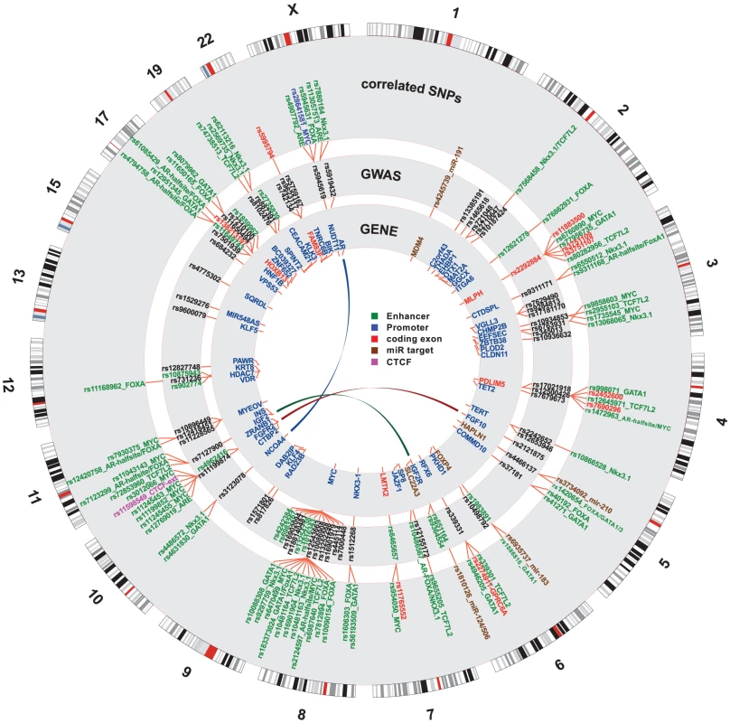Genome-wide summary of functional annotations.