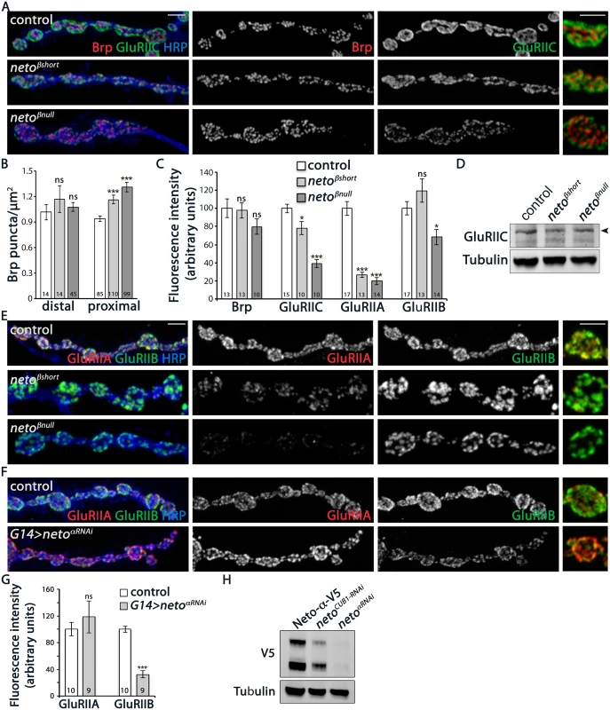 iGluRs synaptic accumulation is perturbed at <i>neto-β</i> mutant NMJs.