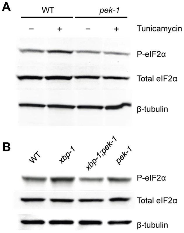 XBP-1 deficiency increases PEK-1 dependent phosphorylation of eIF2α.