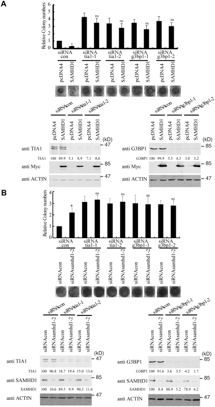 TIA1 and G3BP1 are required for SAMHD1 to inhibit LINE-1 retrotransposition.