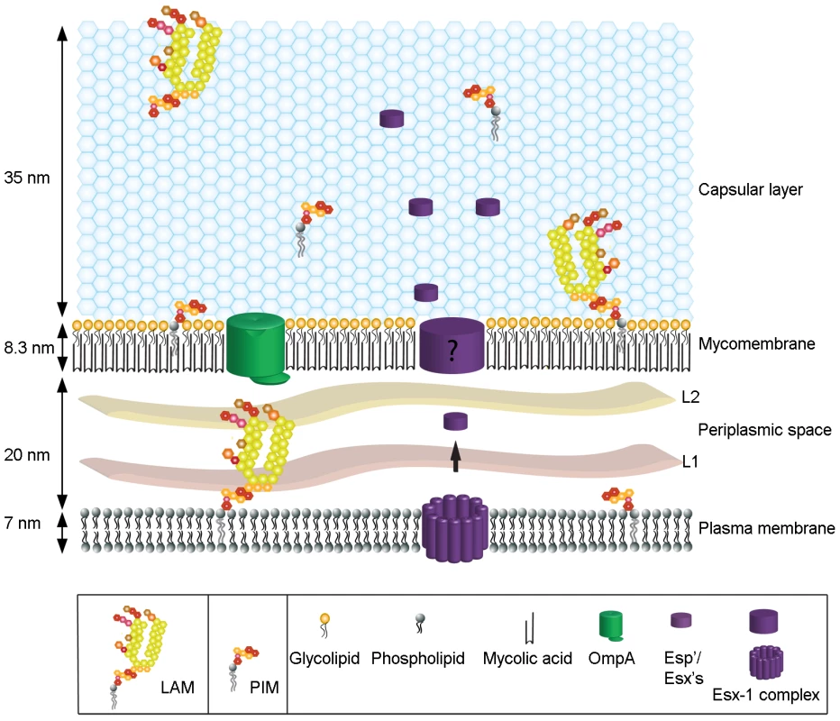 The spatial organization of the mycobacterial cell envelope exhibiting the capsule.