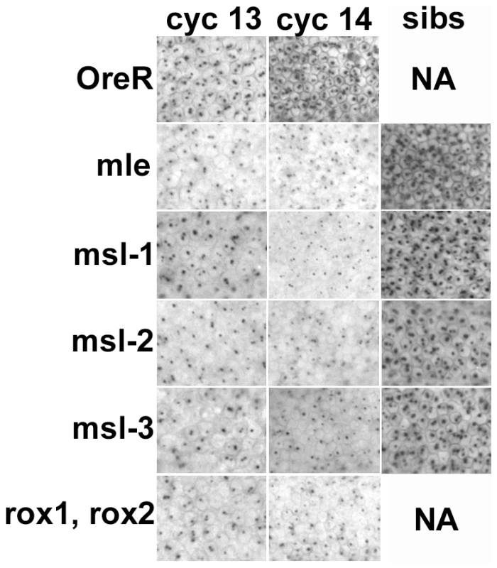 Transcription from the X chromosome dose sensitive promoter of <i>Sxl</i>, <i>Sxl<sub>Pe</sub></i>, is reduced in embryos homozygous for the <i>msls</i>.