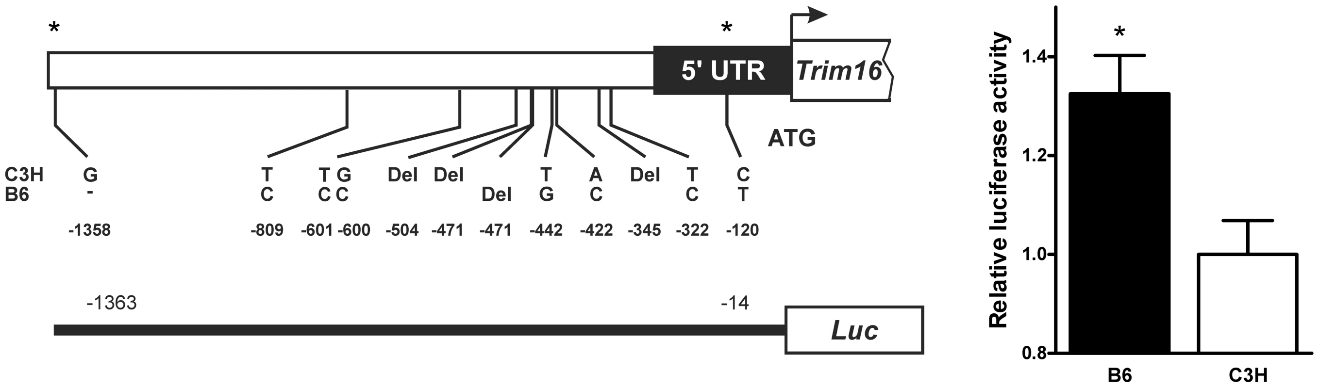 B6 and C3H <i>Trim16</i> promoter sequence variation alters transcription.
