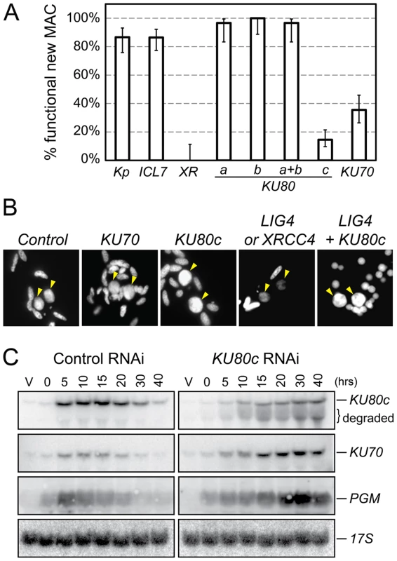RNAi screen for essential <i>KU</i> genes during autogamy.