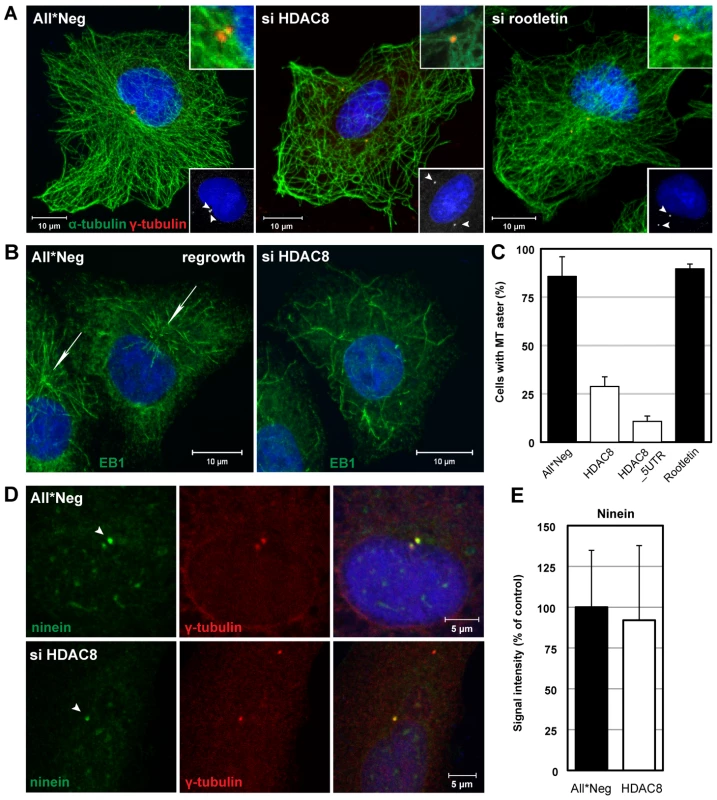 HDAC8 is required for centrosome cohesion and MT nucleation/anchorage at the centrosome.