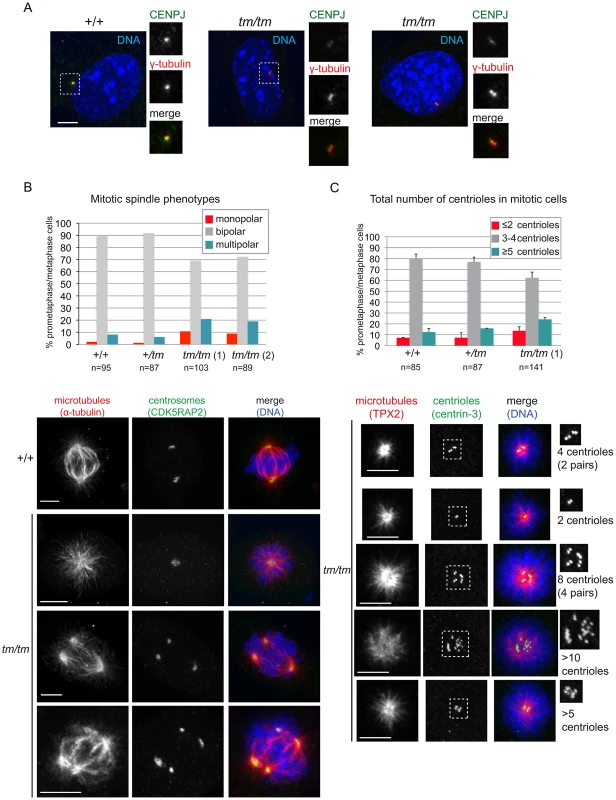 Centrosome and mitotic spindle abnormalities are elevated in <i>Cenpj</i>-deficient cells.