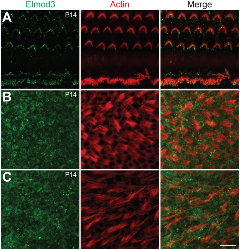 Immunolocalization of ELMOD3 in the mouse organ of Corti and vestibular sensory epithelia.