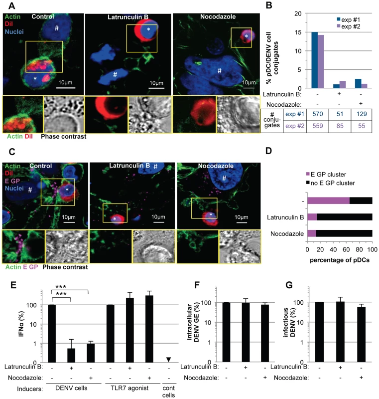 pDC IFNα production triggered by DENV infected cells is modulated by actin cytoskeleton network.