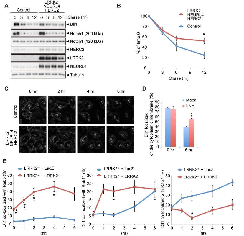 LRRK2 complex modulates Dll1 turnover in the endosomal pathway.