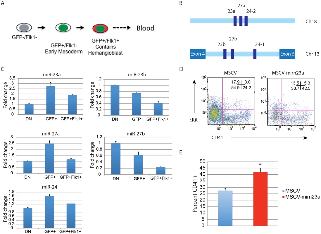 Expression of the gene encoding miR-24–2 enhances hematopoietic development in EBs.