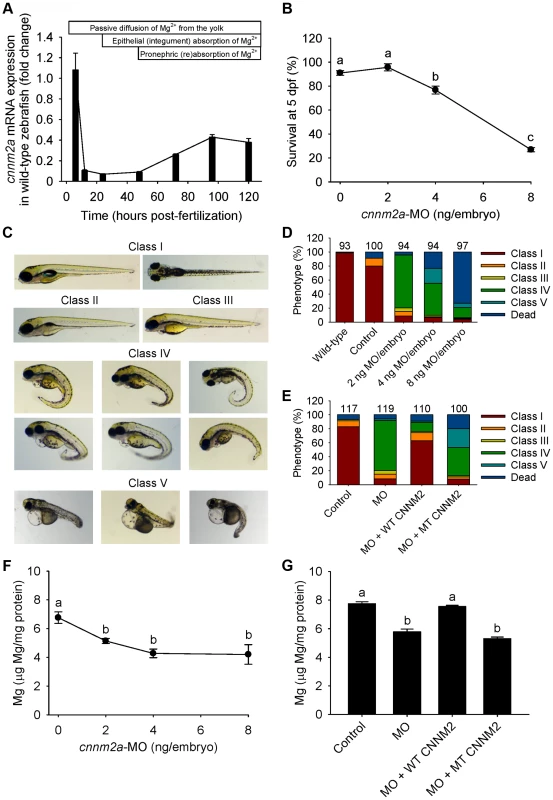 Knockdown of <i>cnnm2a</i> results in Mg wasting in zebrafish larvae (5 dpf).