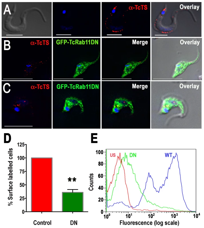 Overexpression of GFP-TcRab11DN reduces the surface expression of TcTS.