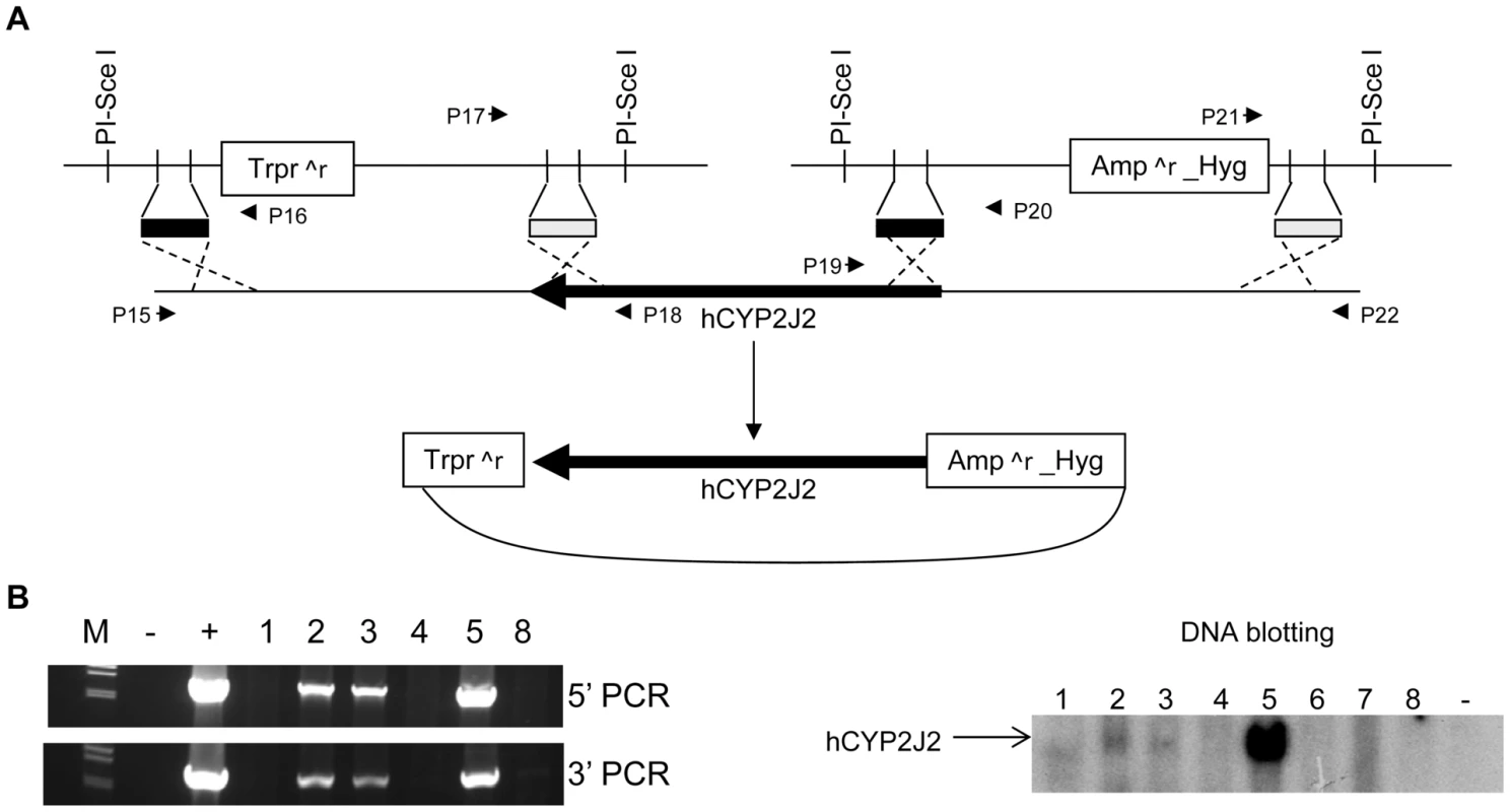 Creation of human <i>CYP2J2</i> transgenic mice.