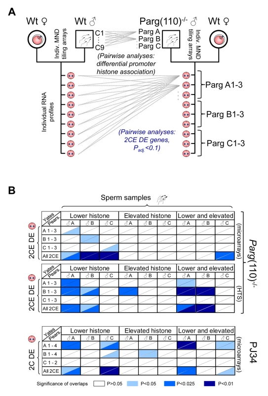 Differential sperm histone association of genes in <i>Parg</i>(110)<sup>−/−</sup> and PJ34-treated males is significantly associated with differential expression of these genes in offspring 2-cell embryos.