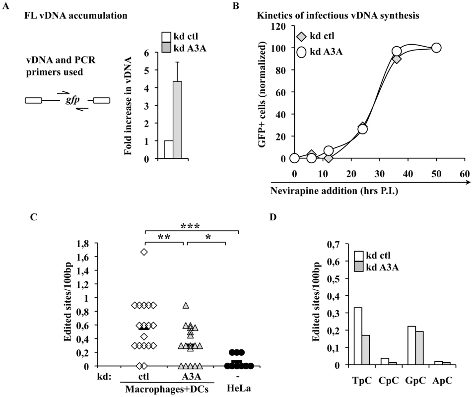 A3A impacts the accumulation of vDNA, but not the kinetics of reverse transcription of infectious vDNA and modulates the levels of TC editing of vDNA produced during the infection of myeloid cells.