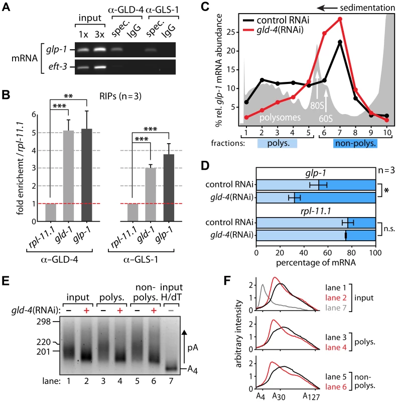 <i>glp-1</i> mRNA associates with GLD-4 and is a likely target of poly(A) tail extension and translational activation.