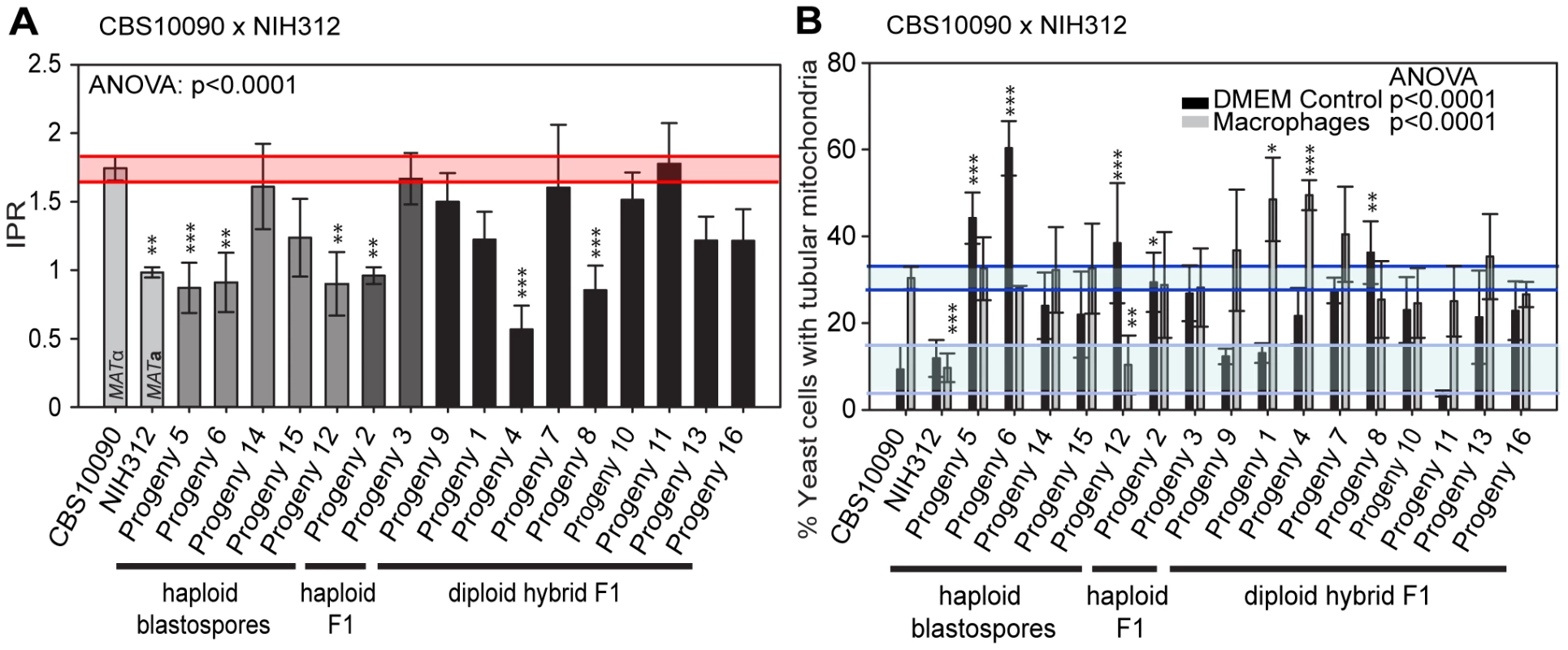 Macrophage interaction of progeny from outgroup crosses between CBS10090 and NIH312.