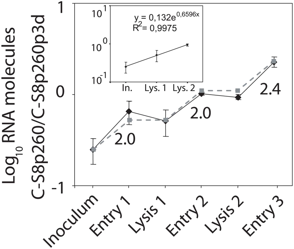 Dissection of the competition between C-S8p260 and C-S8p260p3d throughout sequential infectious cycles.