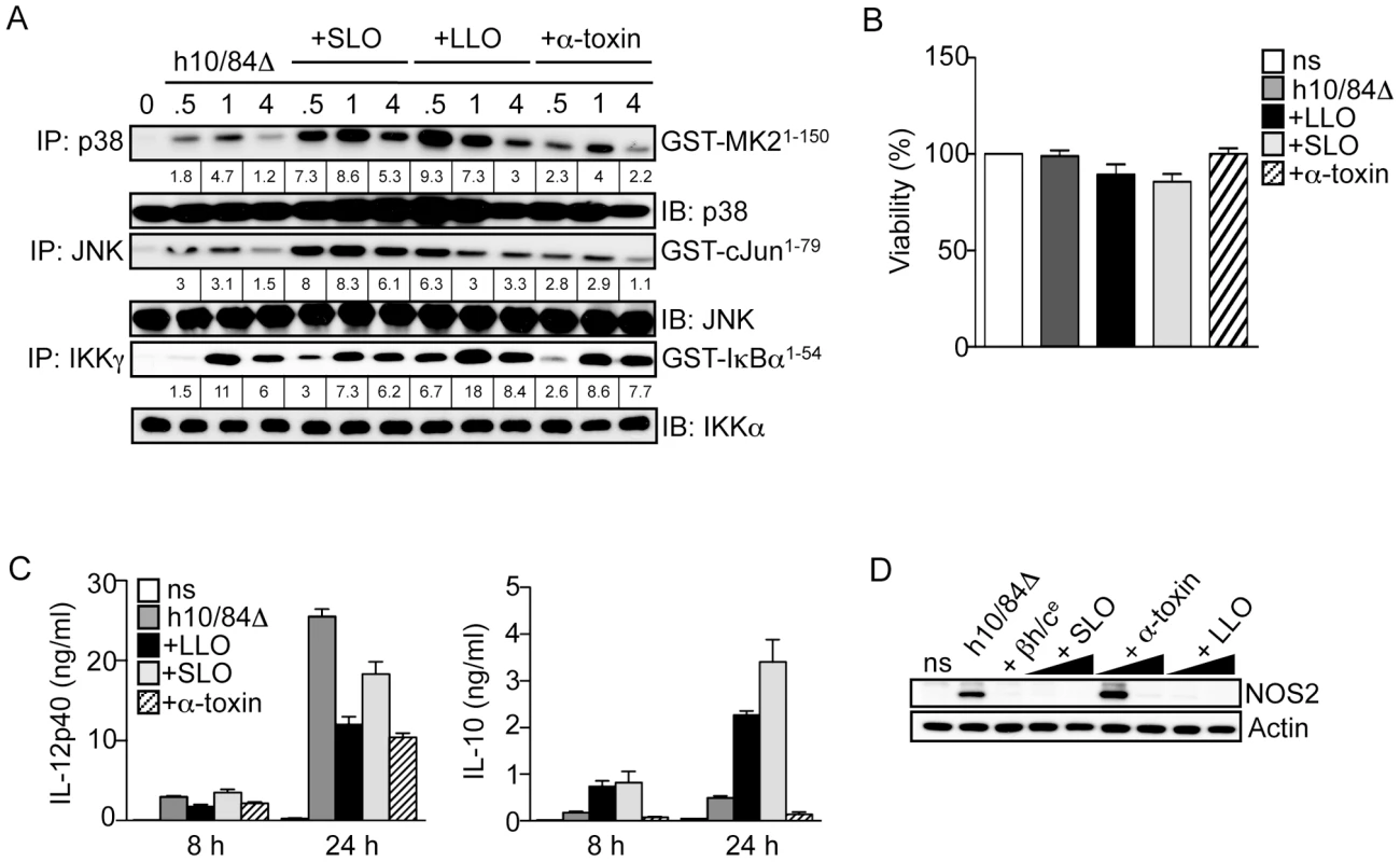 Triggering of p38-mediated IL-10 production in macrophages is not a general property of pore-forming toxins.