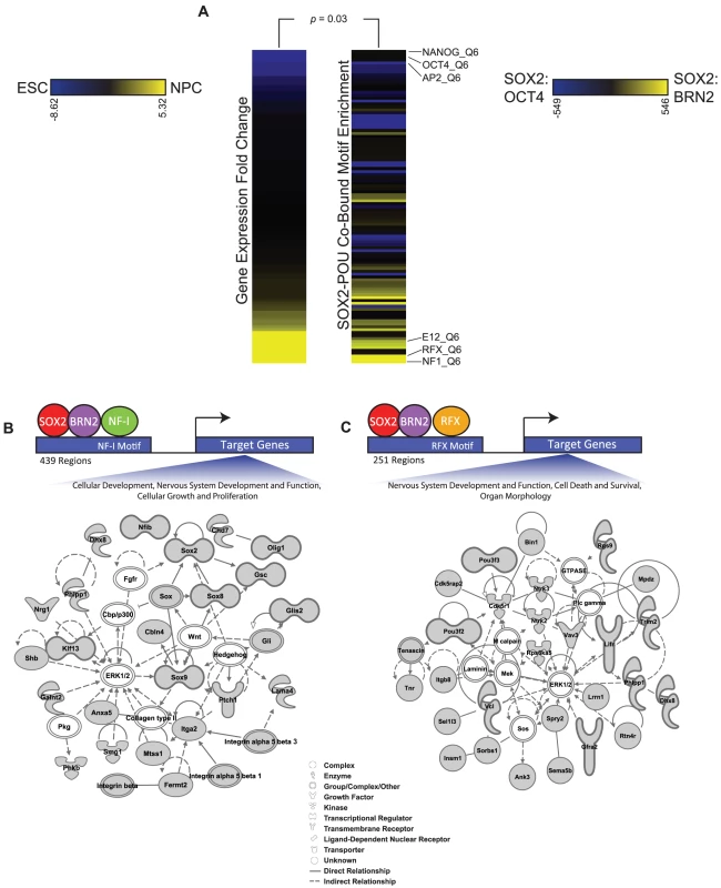 Additional transcription factor motifs are enriched in SOX2-POU-bound regions.