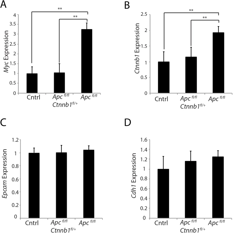 Effects of hemizygous <i>Ctnnb1</i> dosage on <i>Myc</i> and <i>Ctnnb1</i> transcript levels induced by <i>Apc</i> inactivation.