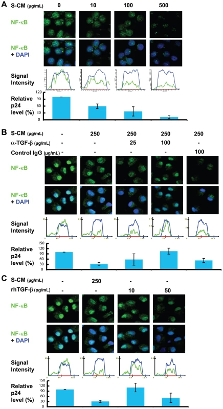 Down-regulation of NF-κB by S-CM correlates with down-regulation in the cells' ability to support HIV-1 replication.