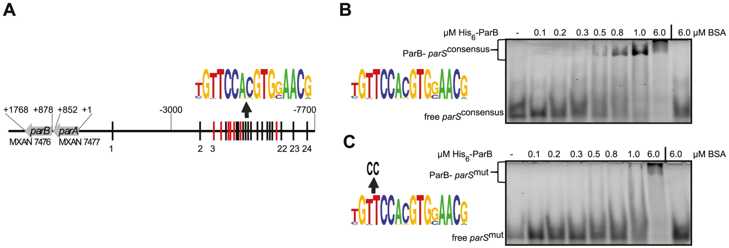 The <i>M. xanthus</i> genome encodes a <i>parABS</i> locus and contains 24 <i>parS</i> sequences in the <i>ori</i> proximal region.
